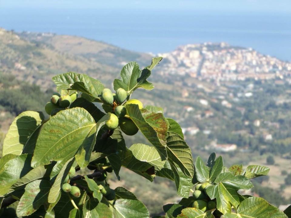 Casale San Martino Bed & Breakfast Laureana Cilento Екстериор снимка